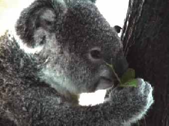 koala4.jpg (95950 Byte)