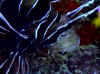 redsea00_kopf_strahlen-feuerfisch (Pterois radiata Cuvier).jpg (48775 Byte)