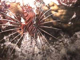 African Lionfish - Pterois mombasae