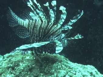 Common Lionfish - Pterois volitans
