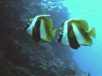 Masked Bannerfish - Heniochus monoceros
