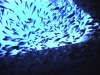 Glasfische im Innern des Wracks Dunraven