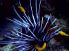 redsea00_strahlen-feuerfisch2 (Pterois radiata Cuvier).jpg (55600 Byte)