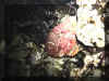 Steinfisch - Reef Stonefish (Synanceia verrucosa)