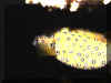Kofferfisch - Yellow Boxfish (Ostracion cubicus)